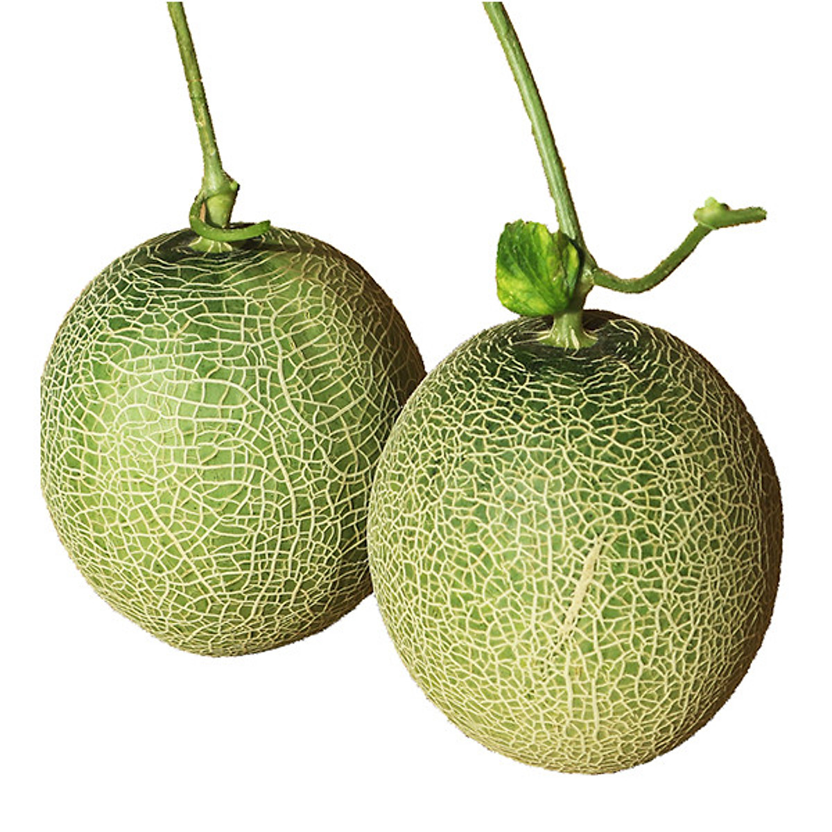 Giao Sỉ Dưa Lưới TL3 Huế