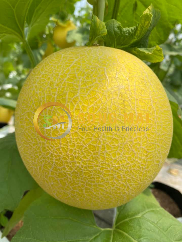 Sỉ Dưa Lưới Kim Hồng Ngọc Cần Giờ HCM