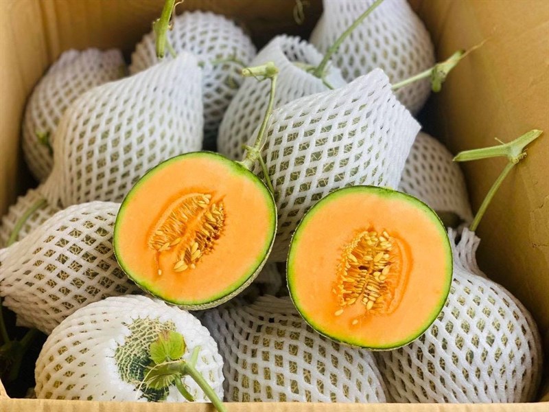 Giao Sỉ Dưa Lưới TL3 Hải Phòng