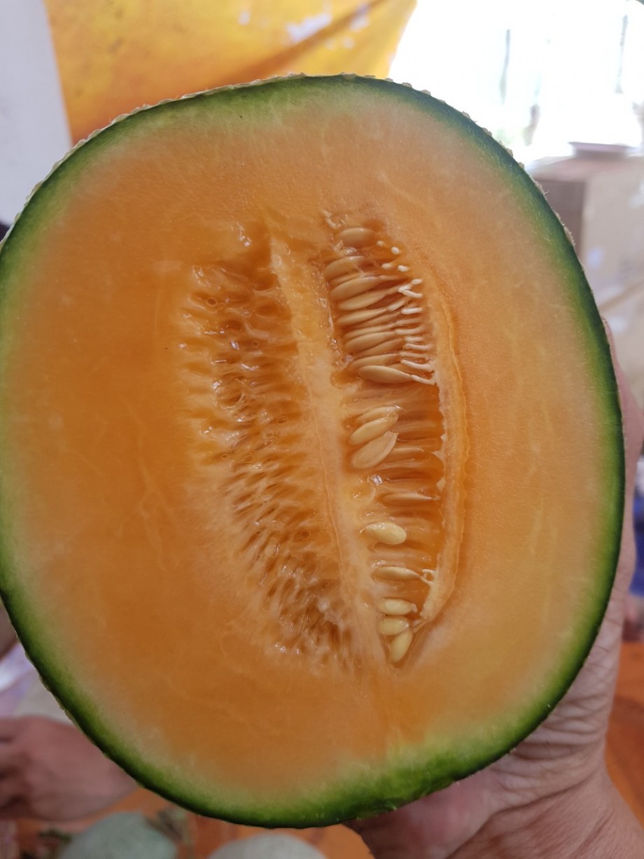 Giao Sỉ Dưa Lưới TL3 Vĩnh Long