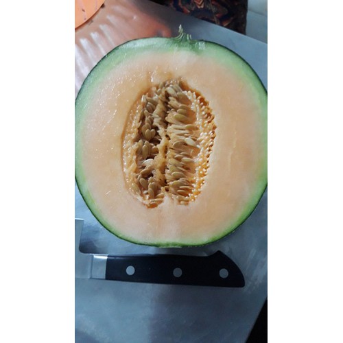 Giao Sỉ Dưa Lưới TL3 Vĩnh Phúc