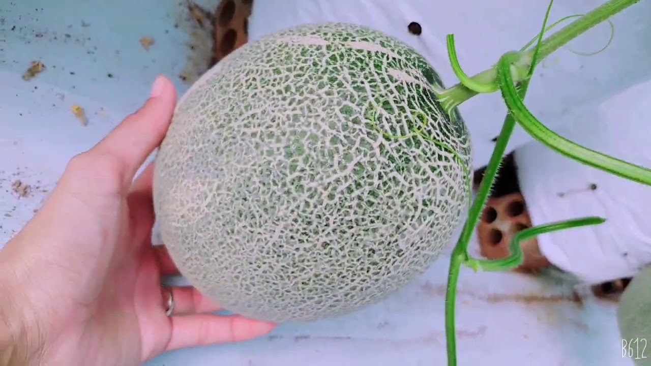 Giao Sỉ Dưa Lưới TL3 Yên Bái