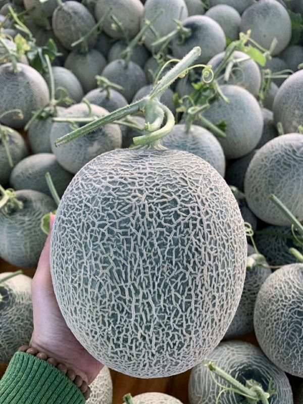 Giao Sỉ Dưa Lưới TL3 Bình Chánh HCM