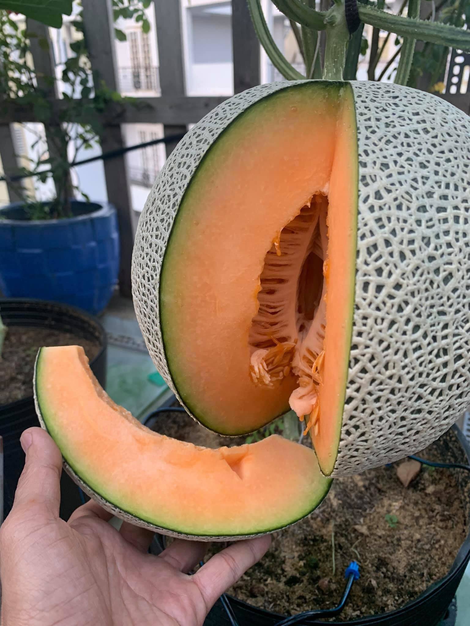 Giao Sỉ Dưa Lưới TL3 Cần Giờ HCM