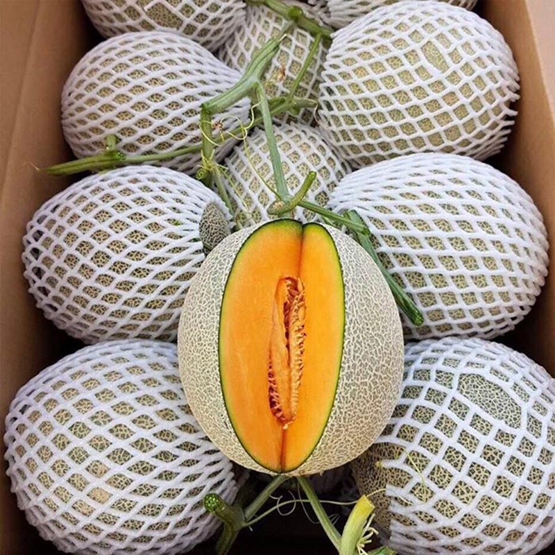 Giao Sỉ Dưa Lưới TL3 Quận 1 HCM