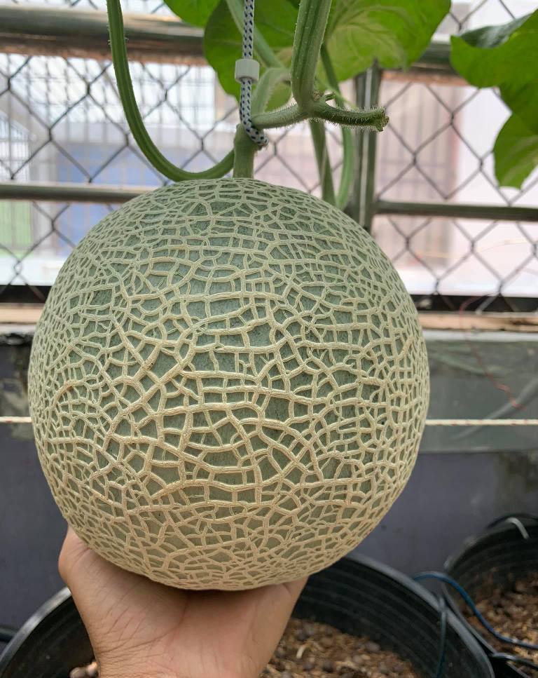 Giao Sỉ Dưa Lưới TL3 Quận 10 HCM