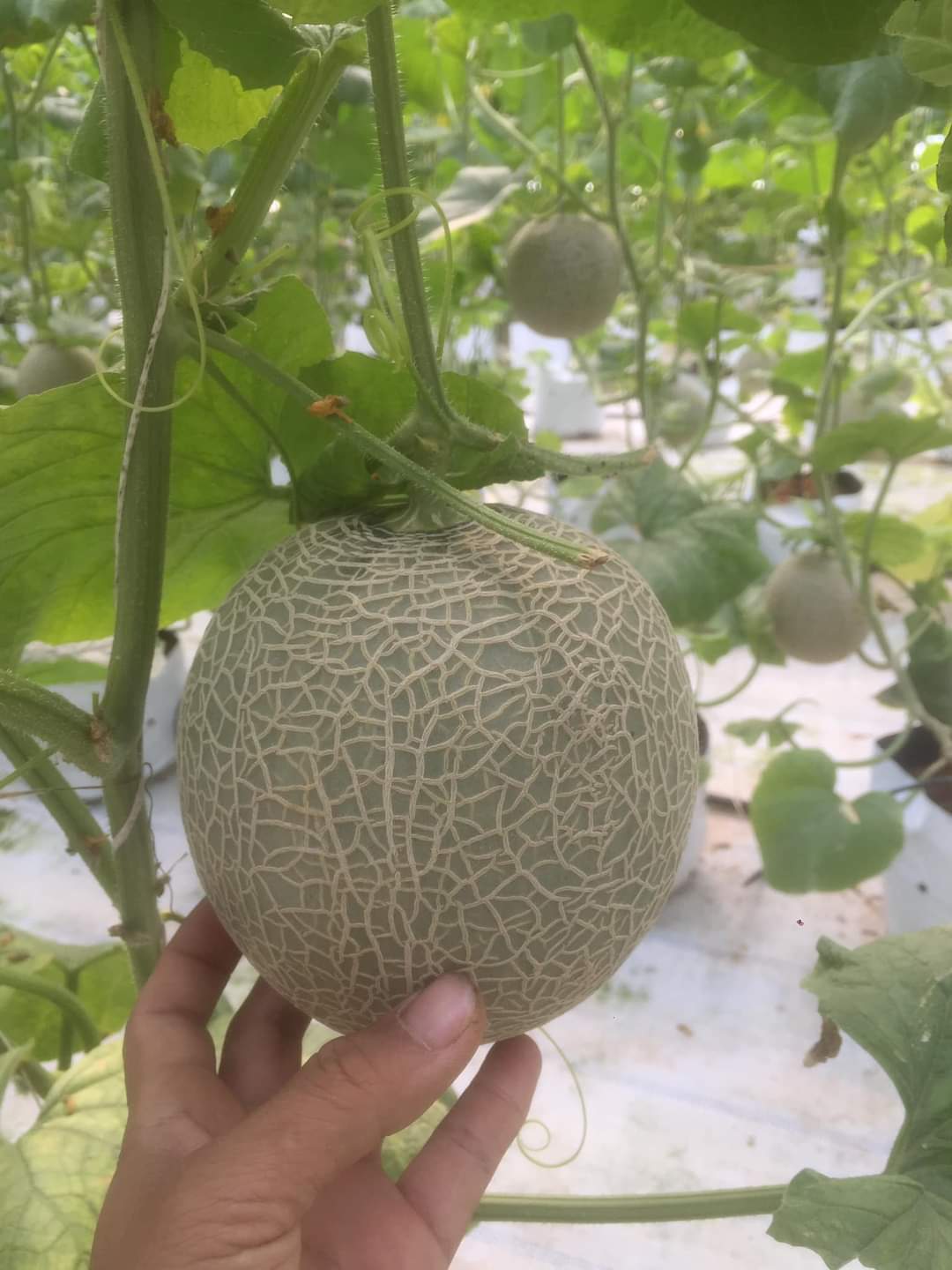 Giao Sỉ Dưa Lưới TL3 Quận 12 HCM