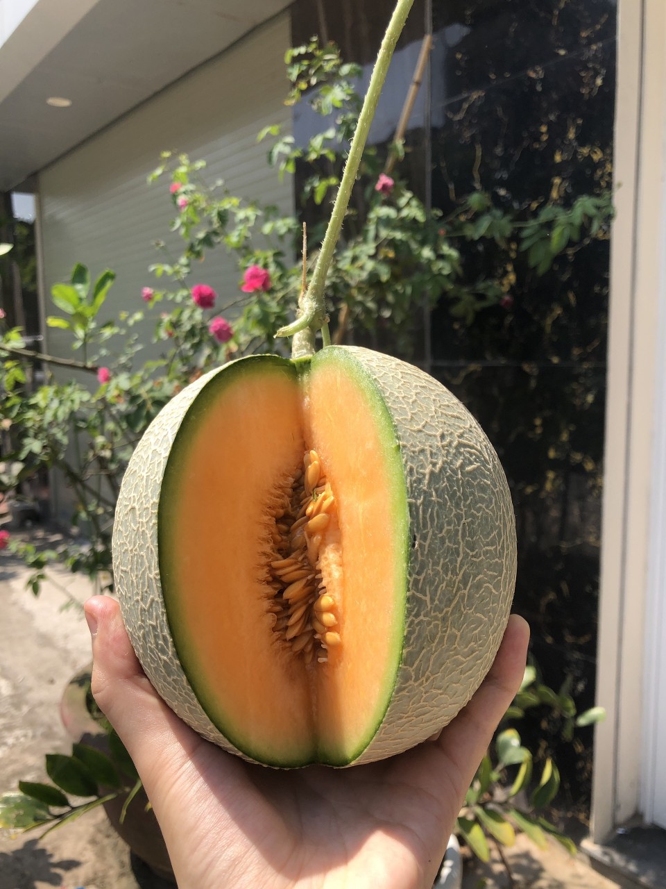 Giao Sỉ Dưa Lưới TL3 Quận 7 HCM