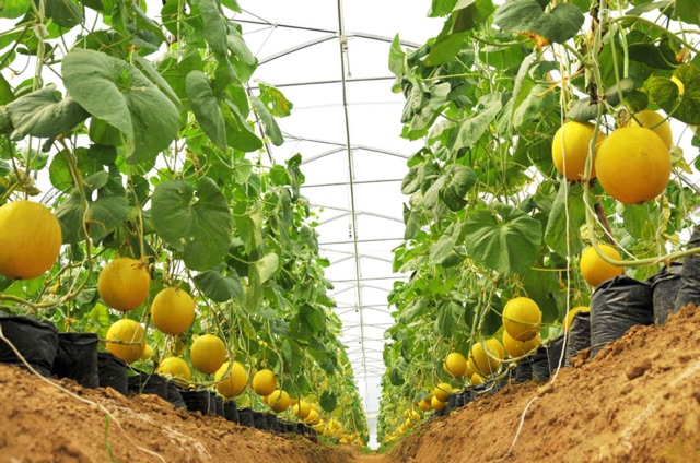 Dưa Lưới Kim Hồng Ngọc Vũng Tàu