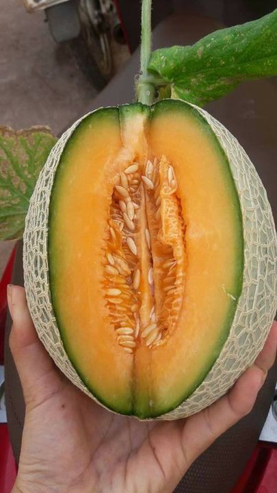 Giao Sỉ Dưa Lưới TL3 Quận 9 HCM