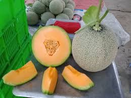 Giao Sỉ Dưa Lưới TL3 Phú Nhuận HCM