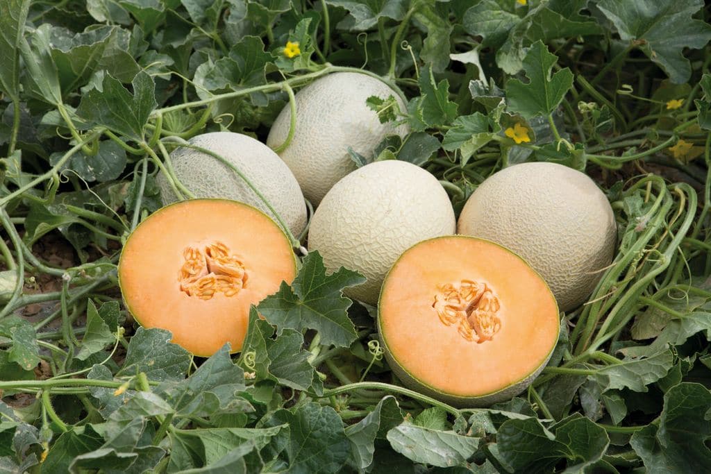 Dưa Lưới Thái Lan Tân Bình HCM