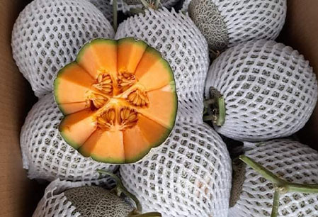 Giao Sỉ Dưa Lưới TL3 Tân Phú HCM