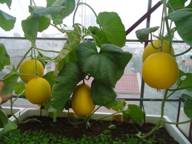 Sỉ Dưa Lưới Kim Hồng Ngọc Lào Cai