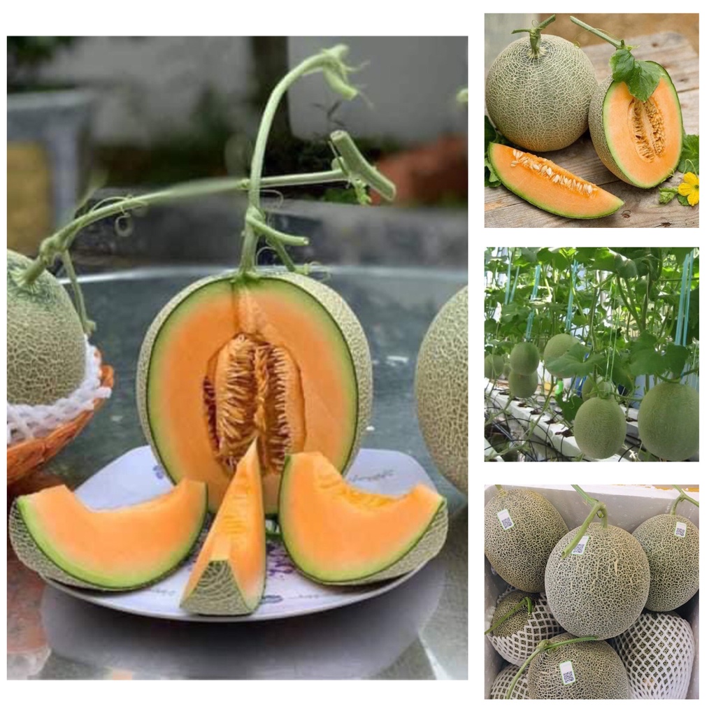 Giao Sỉ Dưa Lưới TL3 TP Phan Thiết