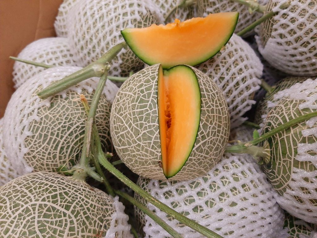 Giao Sỉ Dưa Lưới TL3 TP Rạch Giá