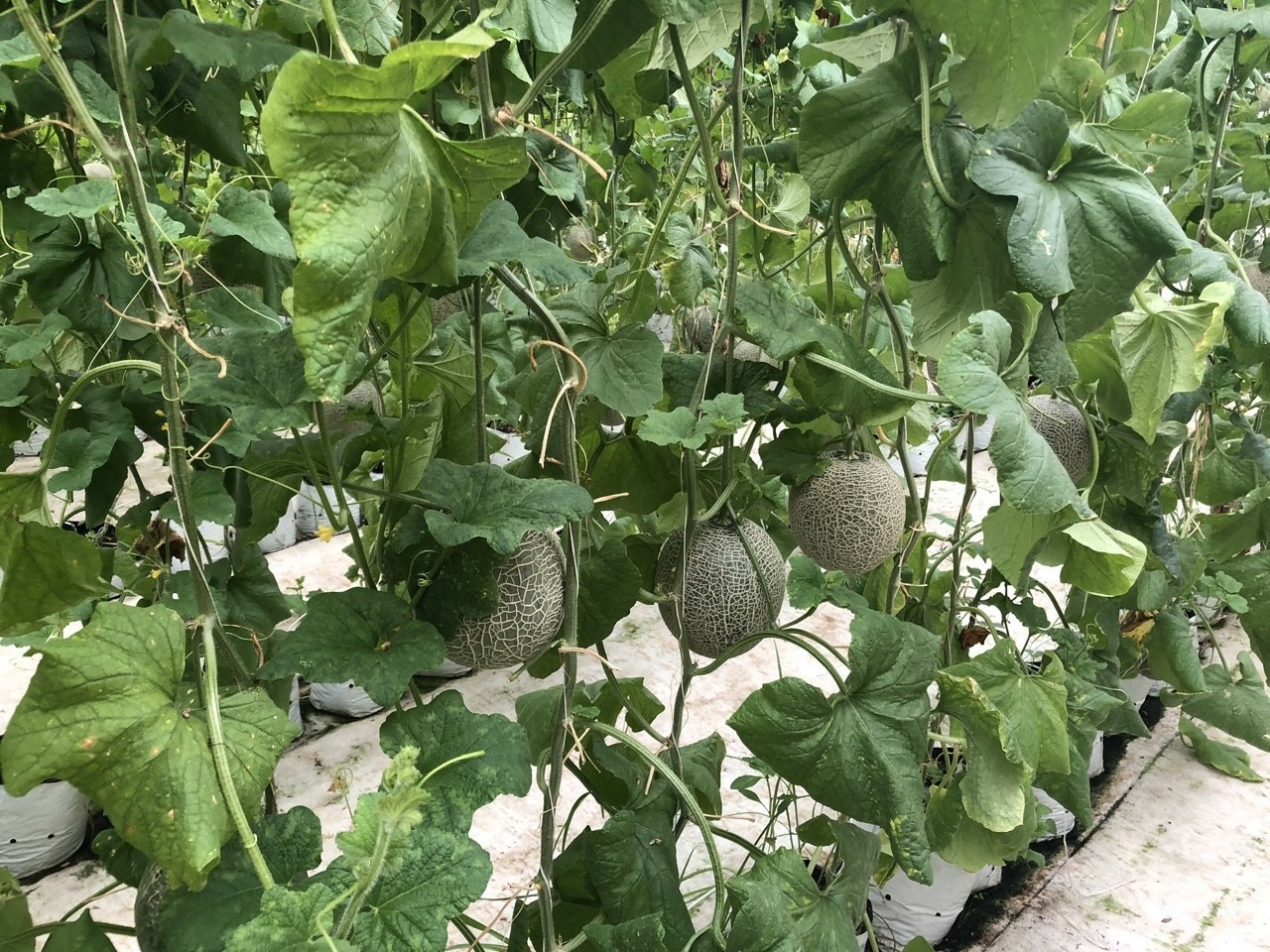 Giao Sỉ Dưa Lưới TL3 TP Mỹ Tho