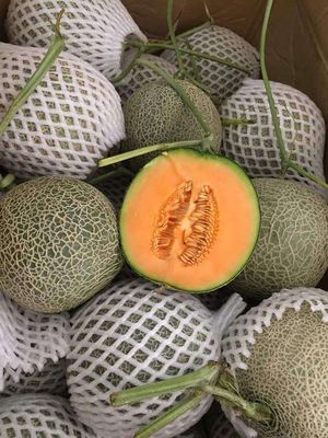 Giao Sỉ Dưa Lưới TL3 TP Cần Thơ