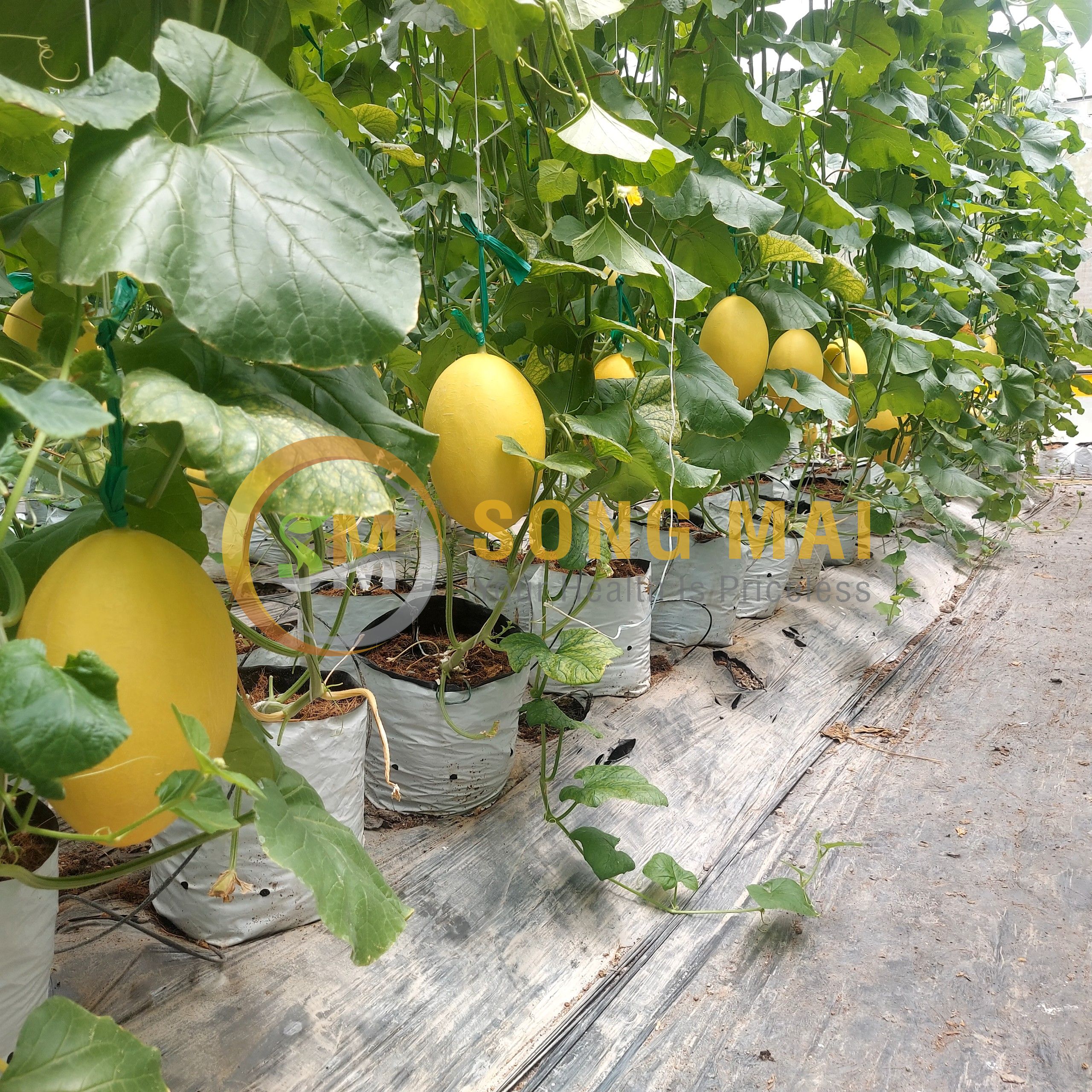 Giá Dưa Lưới Cận Tết
