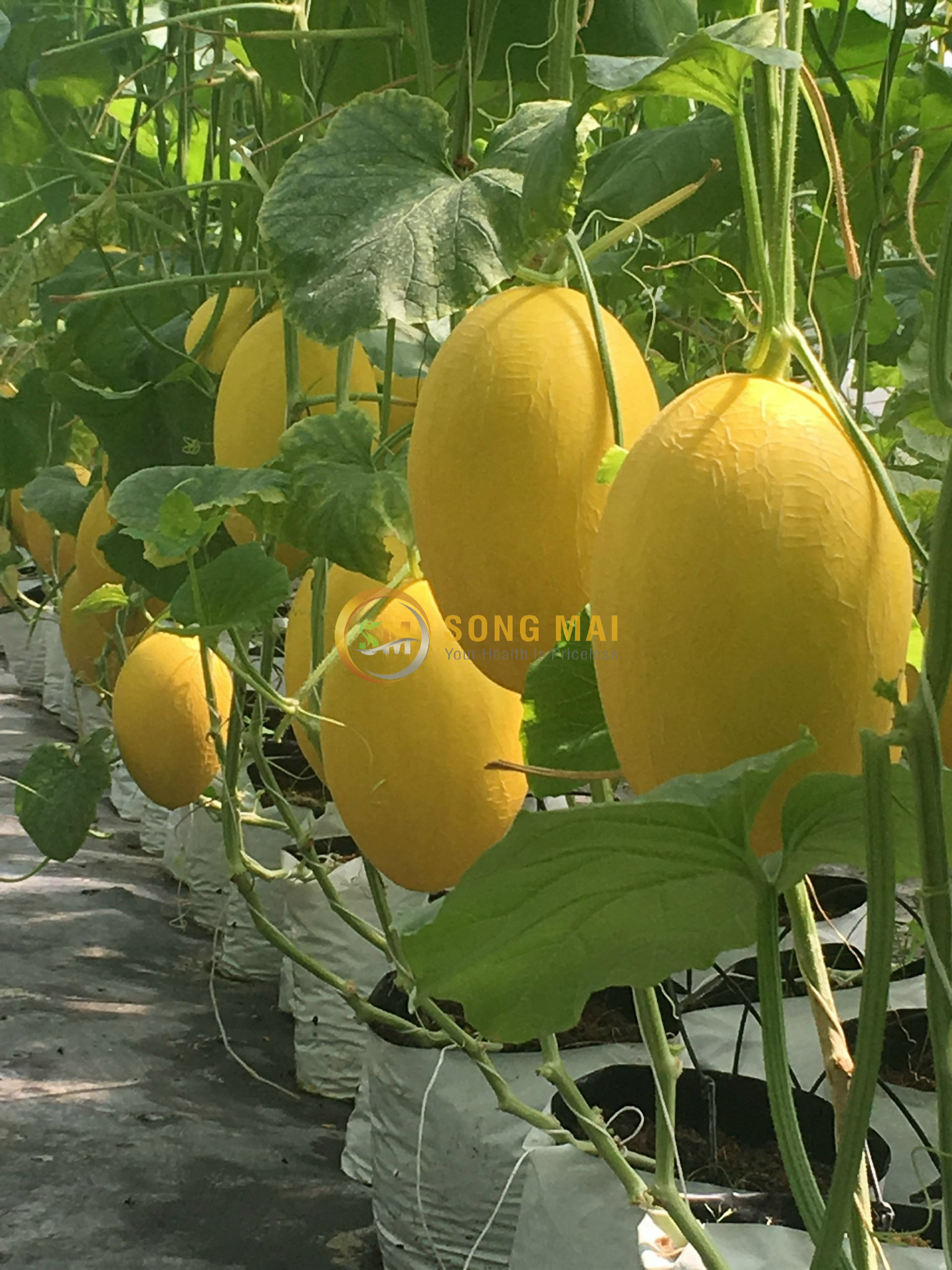 Giá Dưa Lưới Cận Tết